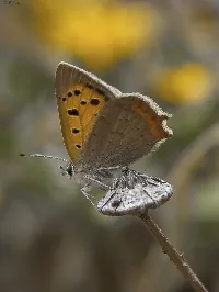 Lycaena phlaeas
