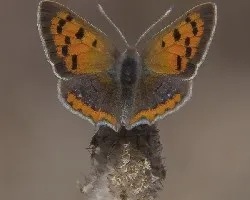Lycaena phlaeas