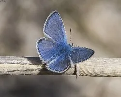 Polyommatus icarus
