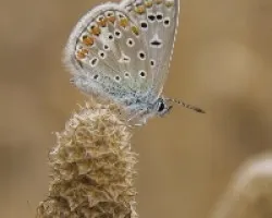 Polyommatus icarus