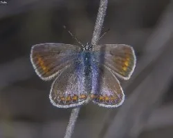 Polyommatus icarus