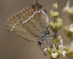 Satyrium spini