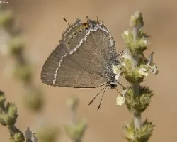 Satyrium spini