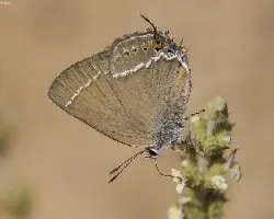 Satyrium spini