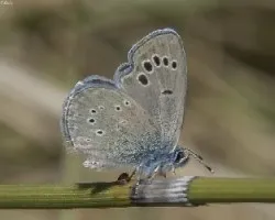 Glaucopsyche melanops