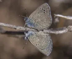 Glaucopsyche melanops