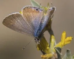 Glaucopsyche melanops