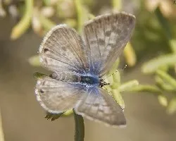 Leptotes pirithous