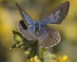 Leptotes pirithous
