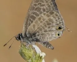 Leptotes pirithous