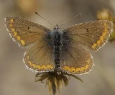 Aricia cramera