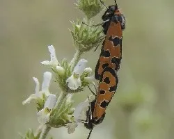Amorios sobre blanco