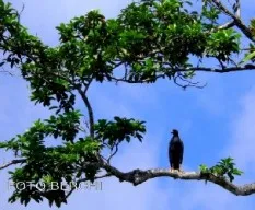 Buteogallus anthracinus