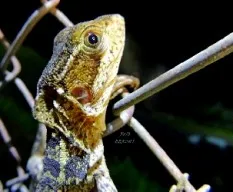 Basiliscus