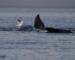 Gaviota y ballena