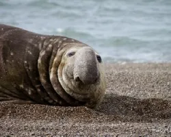 Mirounga leonina