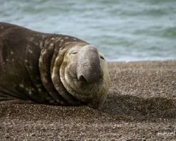 Mirounga leonina