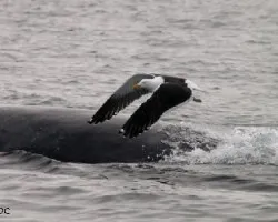 Gaviota y ballena