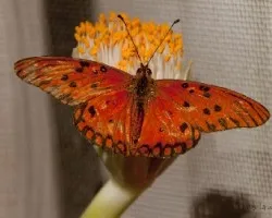 Mariposa