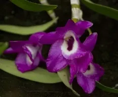 Dendrobium