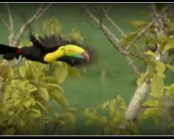 Ramphastos sulfuratus