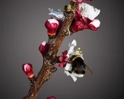 Abejorro sobre flor del almendro