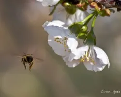 Abeja en busca de flor de cerezo