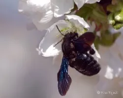 Xylocopa violacea sobre flor de cerezo