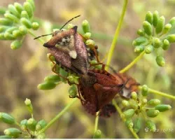 Carpocoris fuscispunus