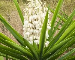  Yucca guatemalensis