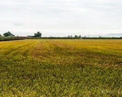Campos de arroz