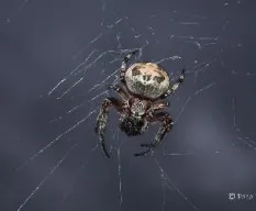 Pequeña araña