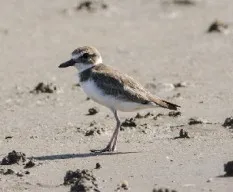 Charadrius wilsonia