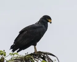 Buteogallus anthracinus