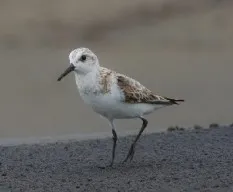 Calidris alba