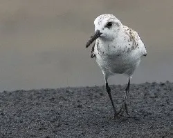 Calidris alba