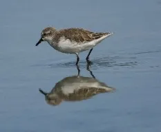 Calidris pusilla