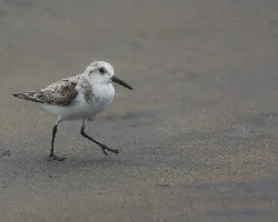 Calidris alba