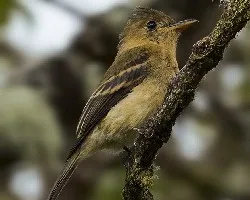 Contopus ochraceus