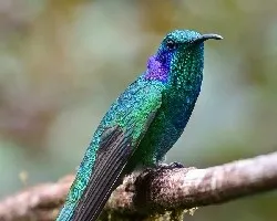 Colibri thalassinus