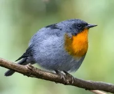 Oreothlypis gutturalis