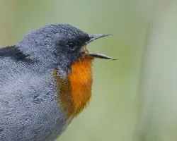 Oreothlypis gutturalis