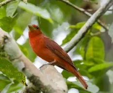 Piranga rubra