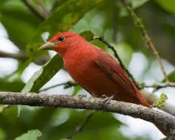 Piranga rubra