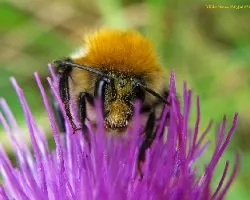 Bombus terrestris
