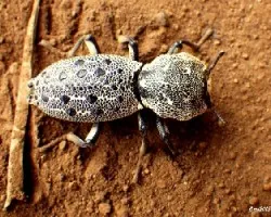 Insecto a blanco y negro