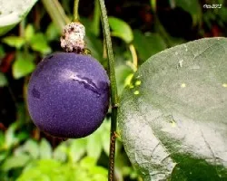 Passiflora edulis