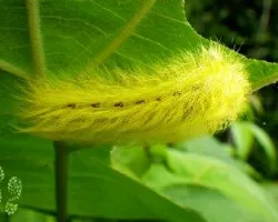 Amarillos urticantes