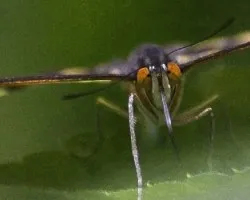 Mariposa en la bruma 