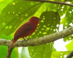 Piranga rubra